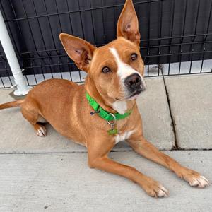 Lolly, Mixed Breed (Medium), adult, available for adoption