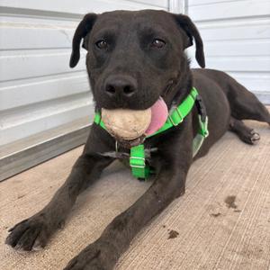Clover, Mixed Breed (Medium), adult, available for adoption
