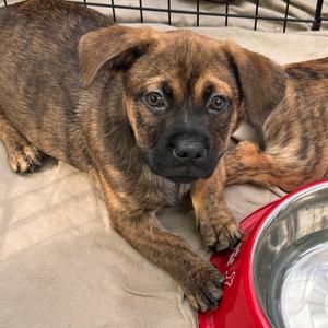 Alder, Mixed Breed (Medium), puppy, available for adoption