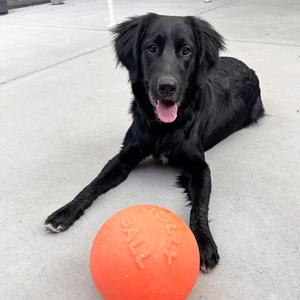 Scout, Mixed Breed (Large), adult, available for adoption