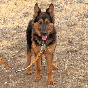 A German Shepherd dog standing on a dry, grassy field, wearing a leash.