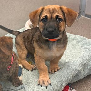 Birch, Mixed Breed (Medium), puppy, available for adoption