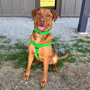 Merv, Mixed Breed (Medium), adult, available for adoption