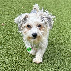 A small dog with shaggy white and gray fur standing on green artificial grass.