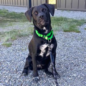 Bob Dylan, Mixed Breed (Medium), adult, available for adoption