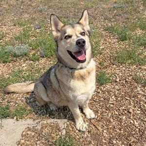 A happy dog sitting on a patch of grass and dirt, with its tongue out and ears perked up.