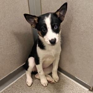A black and white puppy with blue eyes sitting in a corner