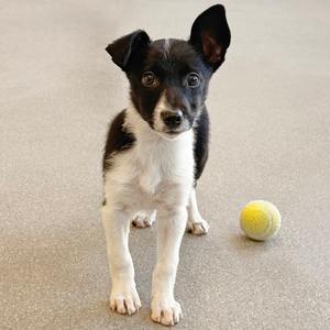 A black and white puppy standing on a carpeted floor with a yellow tennis ball nearby.