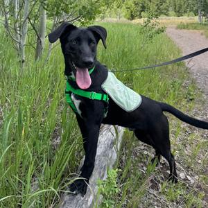 Turtle, Mixed Breed (Large), adult, available for adoption