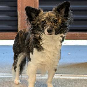 Sake, Mixed Breed (Small), adult, available for adoption