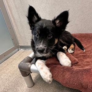 Dolly, Mixed Breed (Medium), puppy, available for adoption
