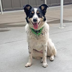 A black and white dog with a green collar sitting on a concrete surface.