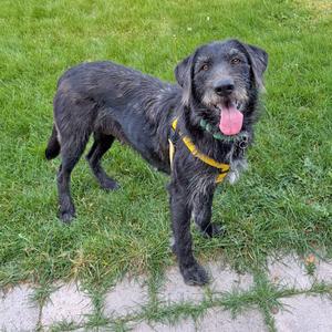 Binx, Mixed Breed (Large), adult, available for adoption