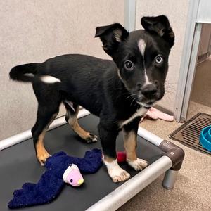 Boone, Mixed Breed (Medium), puppy, available for adoption