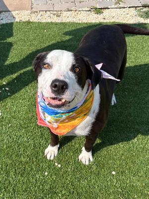 Molly, Border Collie / American Staffordshire Terrier, available for adoption