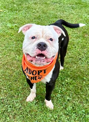 Cowboy, American Bulldog, available for adoption