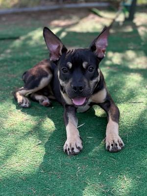 Maxwell, Terrier, puppy, available for adoption