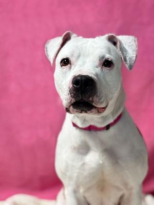 Angel, American Pit Bull Terrier, senior, available for adoption