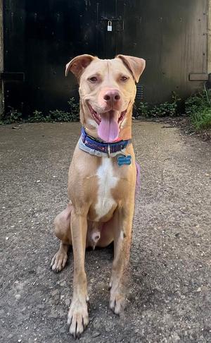 Peanut, Hound, adult, available for adoption