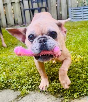 Dorey, available for adoption