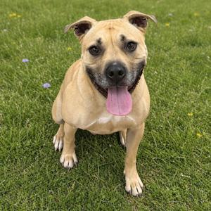 Hiro, American Staffordshire Terrier, adult, available for adoption