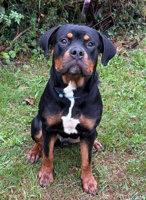 Rokkie, Rottweiler, young, available for adoption