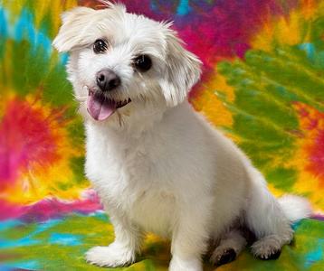 Tater Tot, Shih Tzu, available for adoption