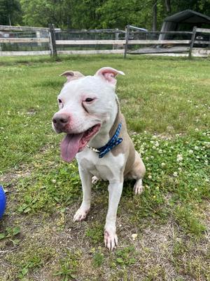 Oakley, American Staffordshire Terrier, available for adoption