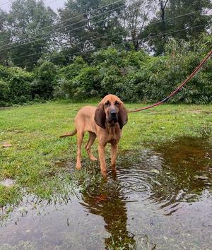 Maybelle, Hound, available for adoption