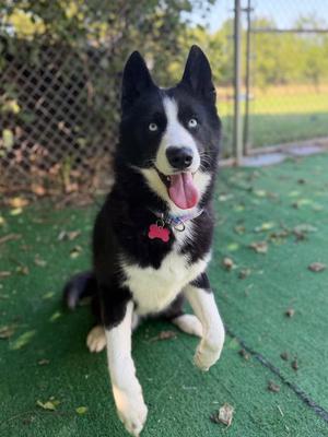 Troy, Husky, adult, available for adoption