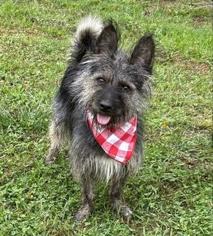Jeter, Terrier, young, available for adoption