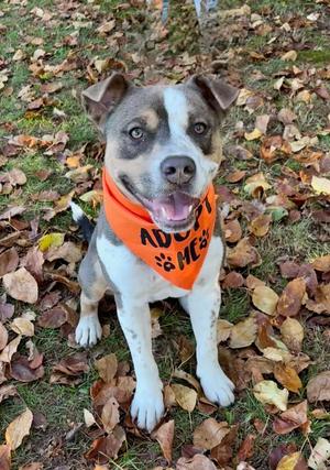 Jagger, American Staffordshire Terrier, young, available for adoption
