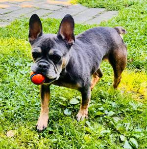 Gracie, French Bulldog, available for adoption