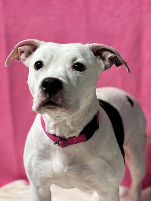 Princess, American Pit Bull Terrier, senior, available for adoption