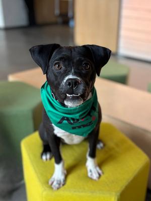 Emmie, Terrier, available for adoption