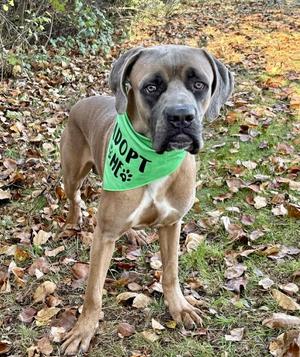 Beamer, Mastiff / Cane Corso Mastiff, young, available for adoption