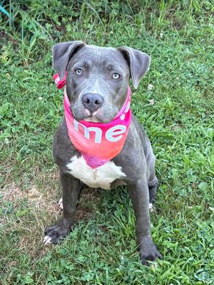 Lila, American Pit Bull Terrier, available for adoption