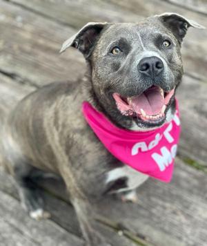 Jasmine, Terrier / Plott Hound, adult, available for adoption