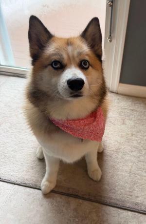 Juneau, Pomeranian / Husky, available for adoption