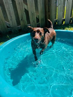 Sydney, Terrier / Chihuahua, available for adoption