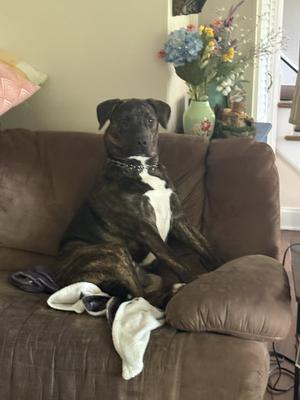 Tucker, Australian Shepherd / American Pit Bull Terrier, available for adoption