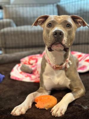 Josie, American Pit Bull Terrier, adult, available for adoption