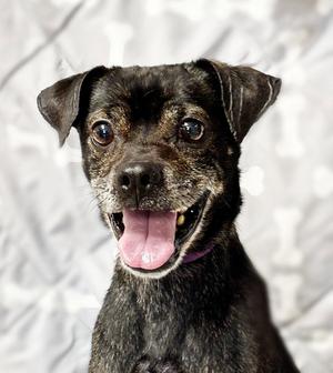 maui, Pug / Jack Russell Terrier, adult, available for adoption