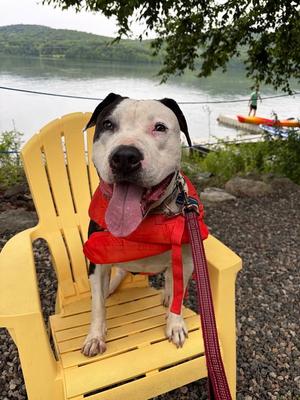 Cookie, American Staffordshire Terrier, senior, available for adoption