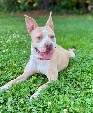 Didi, American Pit Bull Terrier, available for adoption