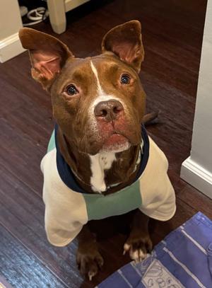 Trey, Pit Bull Terrier, adult, available for adoption