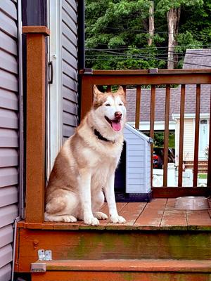 Skye, Husky, available for adoption