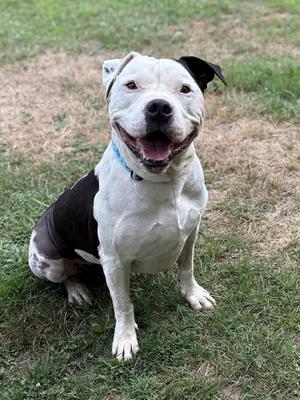 Duke, American Staffordshire Terrier, adult, available for adoption
