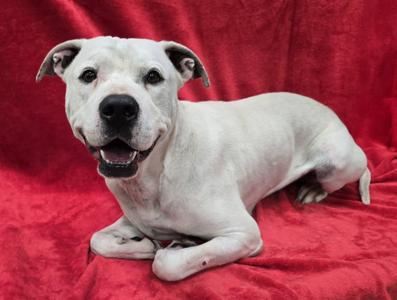 Rooster, Mixed Breed, adult, available for adoption