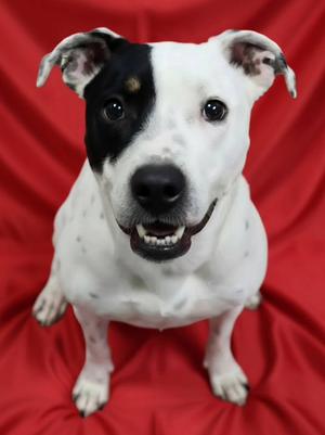 Mookie, Mixed Breed, adult, available for adoption